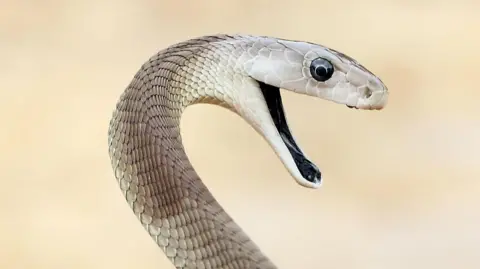 Getty Images A black mamba snake with scales and ranging from very pale to dark brown and a gaping maw revealing a dark black mouth 