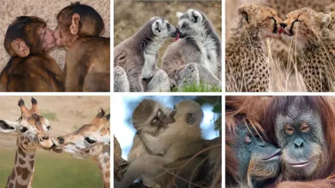 Getty The image is a composite of several different species kissing. Clockwise from top left: two monkeys kissing; two lemurs with their faces touching; two cheetahs appearing to kiss each other on the mouth; an orangutan kissing another on the cheek; two monkeys kissing with their eyes closed and two giraffes appearing to kiss each other on the lips