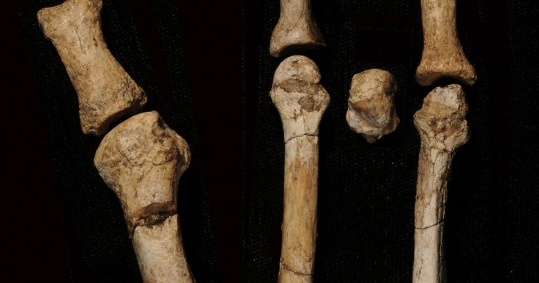 Mystery owner of 3-million-year-old foot found in Africa identified, scientists say