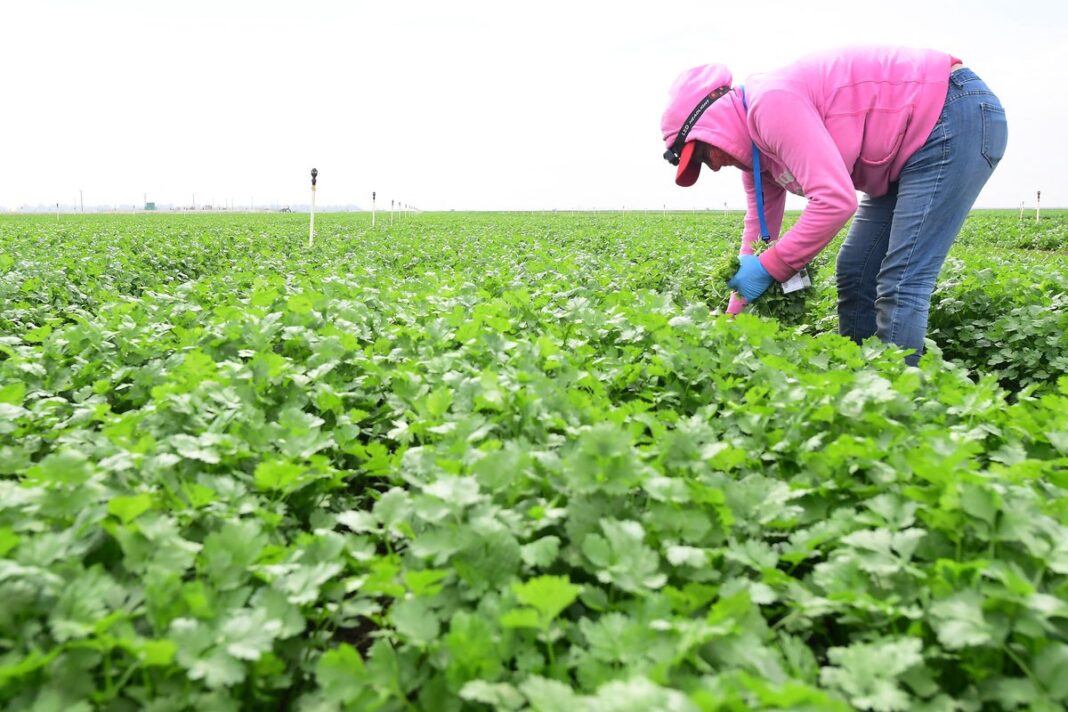 The herb linked to reduced inflammation, lower anxiety, and reduced blood sugar